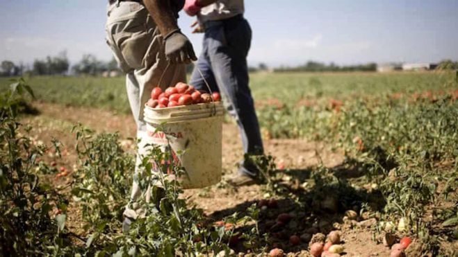 Lavoro: firmato il rinnovo 2022-2023 del Ccnl di 1,2 milioni operai agricoli